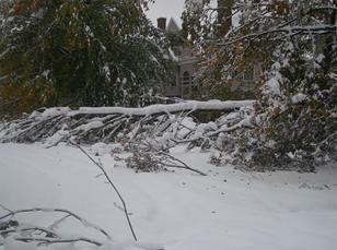 from steph-downed tree by FinanceProfessor.